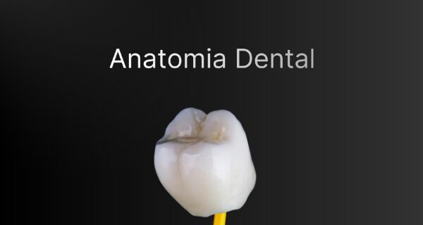 Anatomia Dental