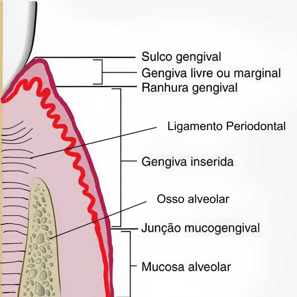 Anatomia do Periodonto