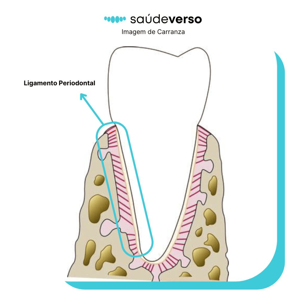 Imagem destacando a localização do Ligamento periodontal