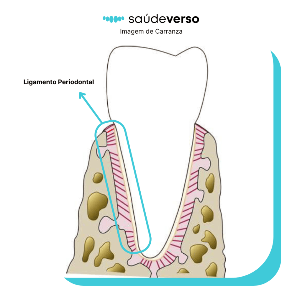 Imagem destacando a localização do Ligamento periodontal