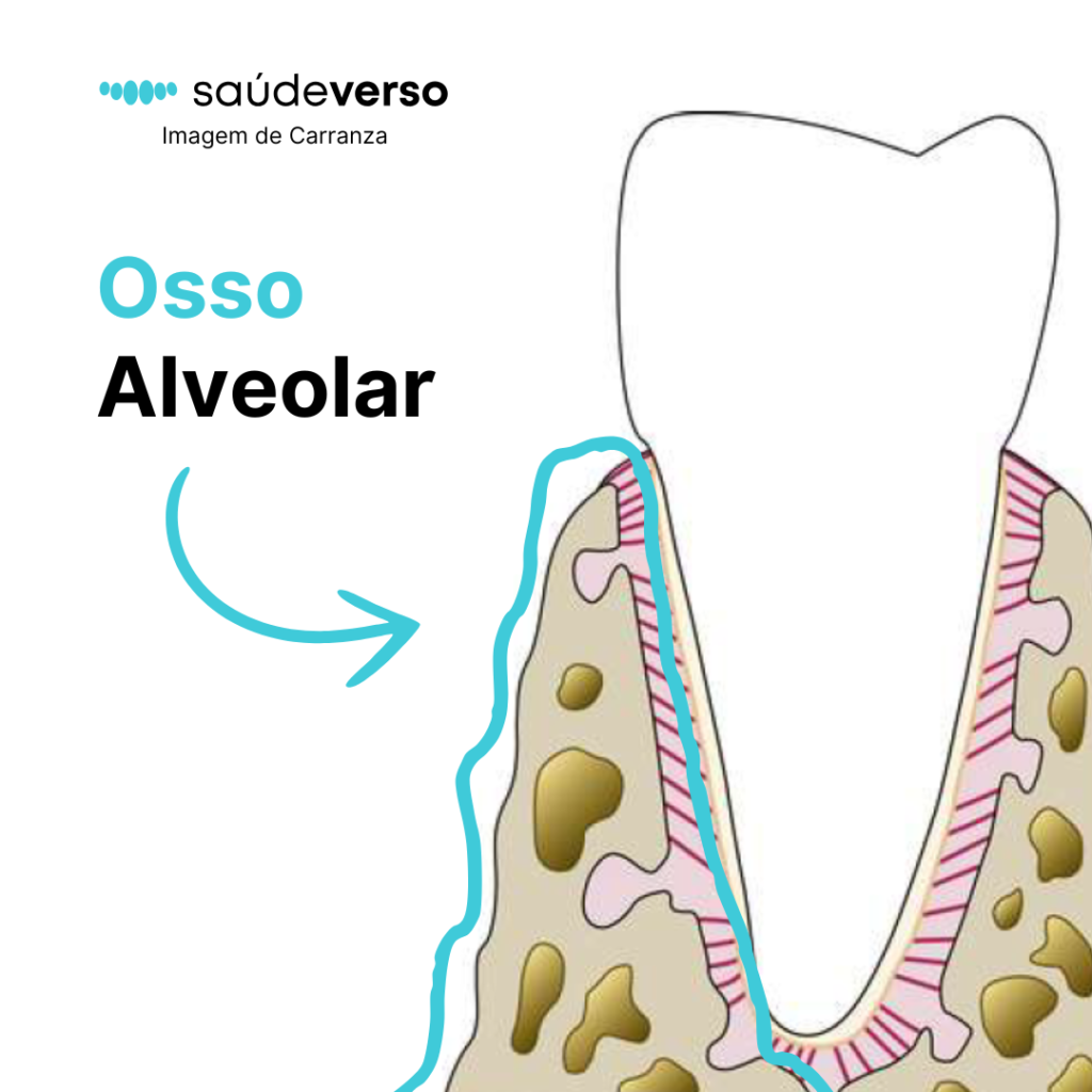 Imagem destacando a localização do osso Alveolar