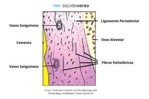 imagem histologica das fibras oxitalânicas